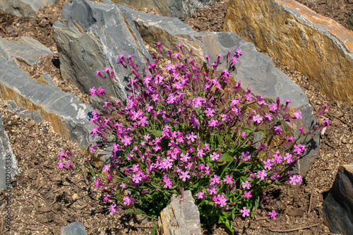 The rock soapwort or tumbling Ted, is a species of semi-evergreen perennial flowering plant belonging to the family Caryophyllaceae, native to south western and southern central Europe.