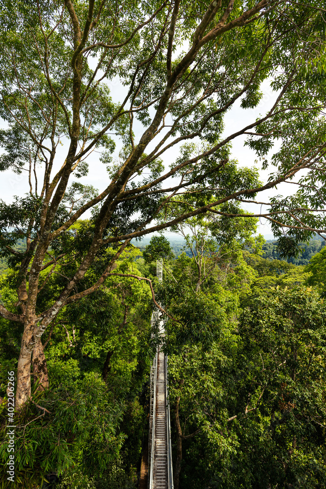 Fototapeta premium Canopy walk in Ulu Temborung national park, Brunei