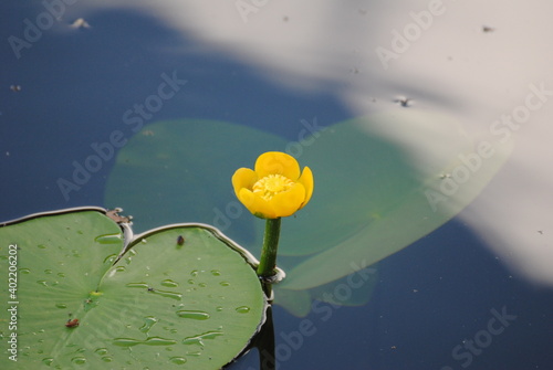 yellow aquatic plant nuphar