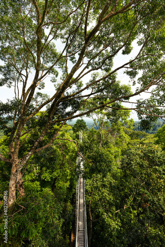 Canopy walk in Ulu Temborung national park, Brunei