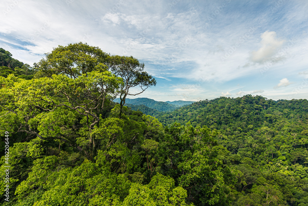 Obraz premium Canopy walk in Ulu Temborung national park, Brunei