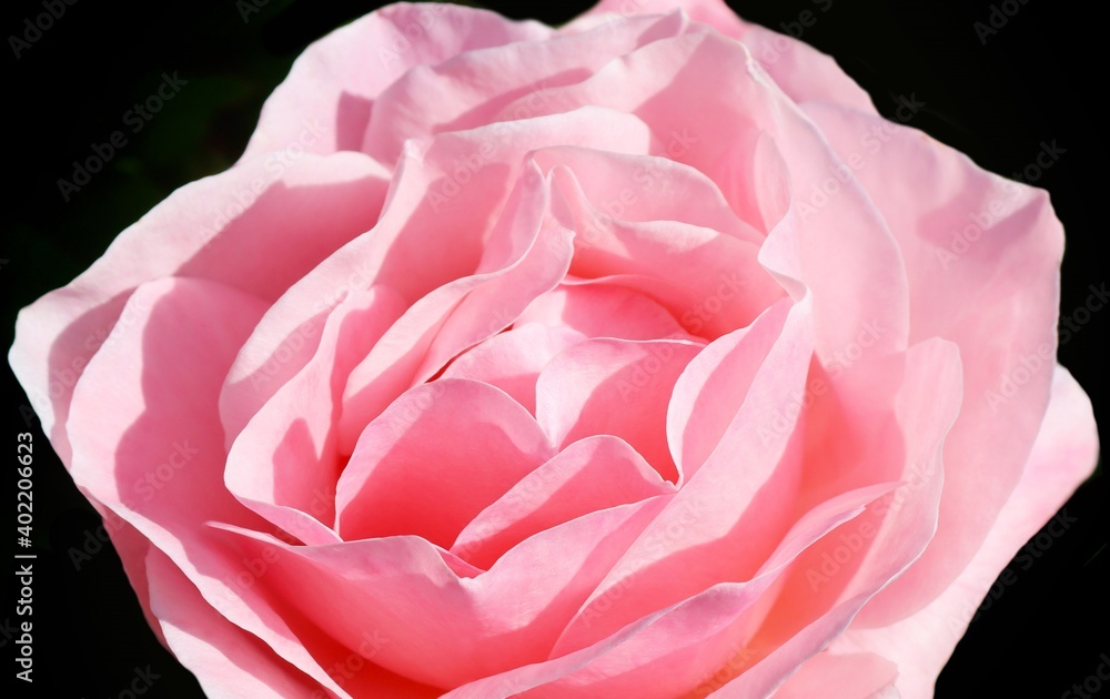 Pink Rose	