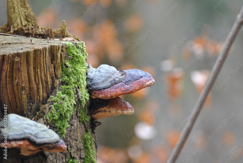 Fototapeta premium red-belted conk