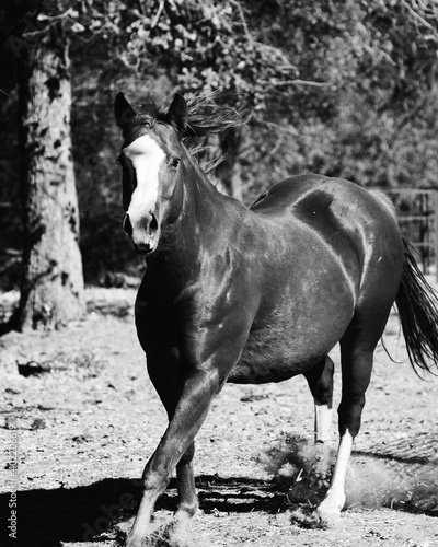 Young horse running through landscape in black and white close up, equine on farm. © ccestep8