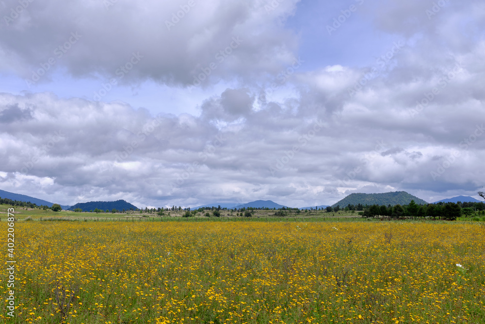 Campo de flores en valle