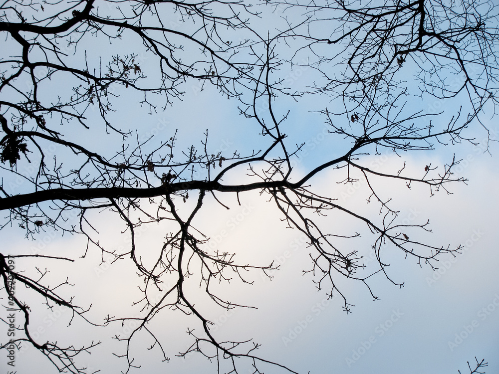 Bare tree branches against a clear winter cloudy sky. Bare tree branches against a clear winter cloudy sky.