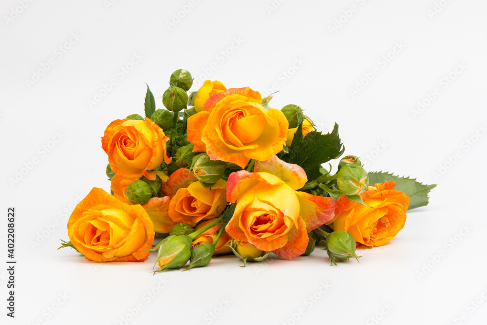 Beautifull orange roses isolated on white background. Copy space Beautifull orange roses isolated on white background. Copy space