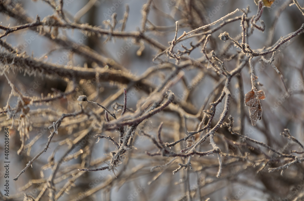 Frosted Branches in the Winter Frosted Branches in the Winter