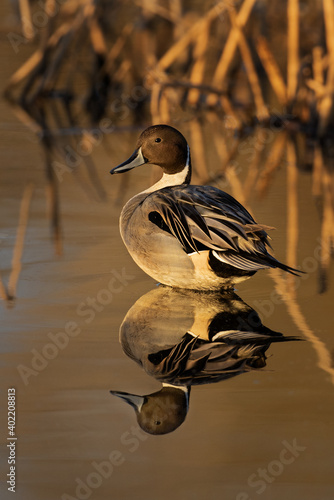 Male Northern Pin-tailed duck in golden morning light in Colusa California