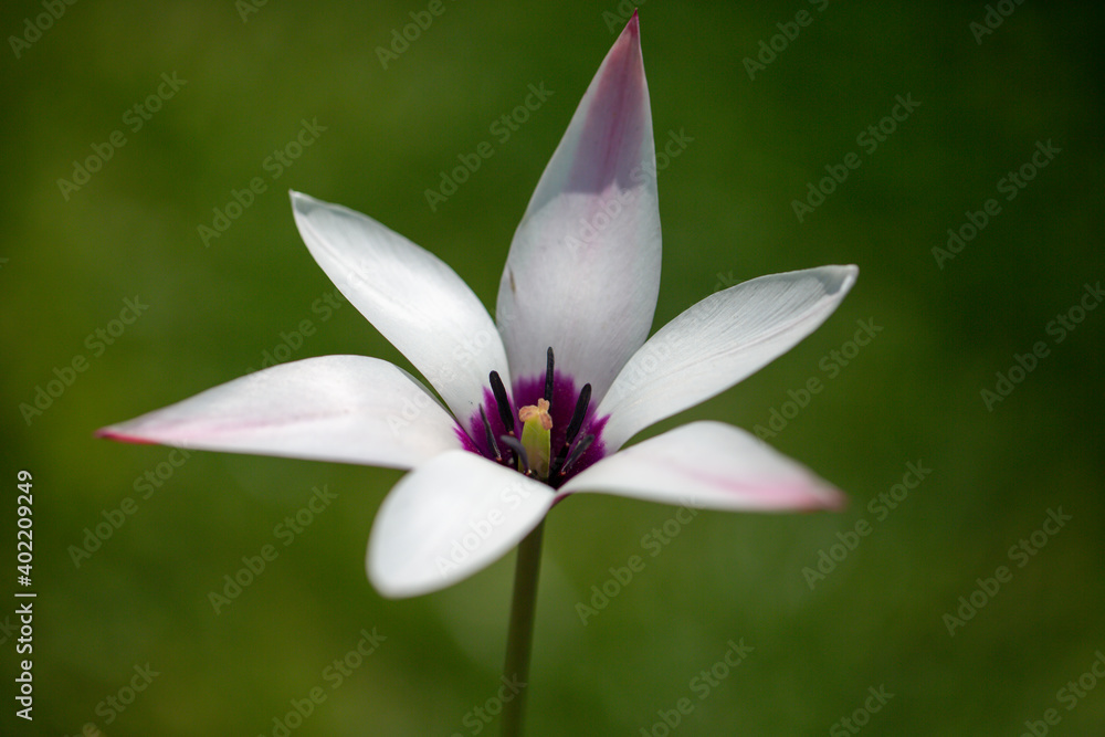 An amazing photo of Tulipa clusiana, which was seen in Denizli. Tulipa clusiana, the lady tulip, is an Asian species of tulip native to the middle east and the western Himalayas. An amazing photo of Tulipa clusiana, which was seen in Denizli. Tulipa clusiana, the lady tulip, is an Asian species of tulip native to the middle east and the western Himalayas.