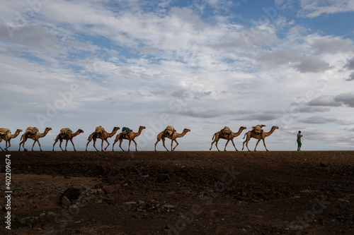 ethiopian salt lake landscape where camels are used to transport salt