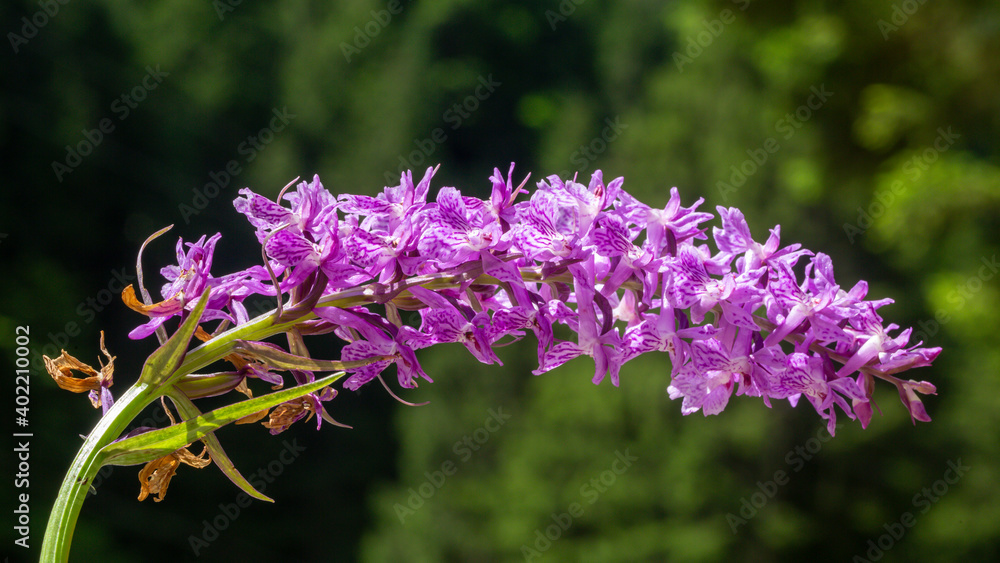 A close-up photo of butterfly bush (Buddleja davidii). Its name was inspired by butterflies because it charms them. This plant's original habit is China. A close-up photo of butterfly bush (Buddleja davidii). Its name was inspired by butterflies because it charms them. This plant's original habit is China.