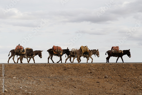 A donkey caravan carries salt measuring a long way through the desert