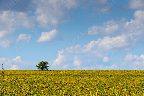 sunflower fields  South Moravia  Czechia