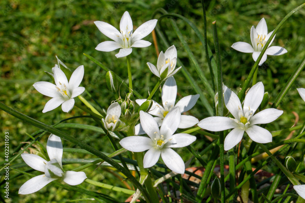 Close-up photo of white fairy lilies (Zephyranthes Candida). These magnificent flowers blossom shortly after its rain in places where it is seen that monsoon climate. Close-up photo of white fairy lilies (Zephyranthes Candida). These magnificent flowers blossom shortly after its rain in places where it is seen that monsoon climate.