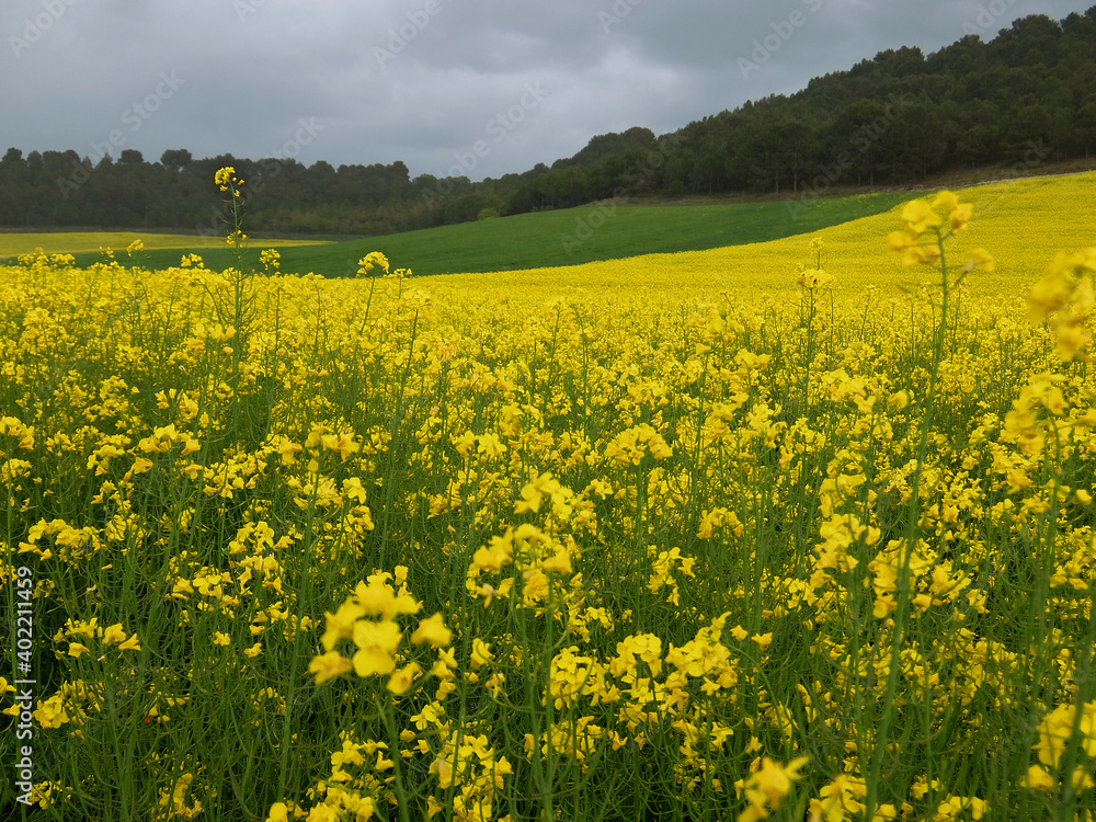 paisaje agrícola: flores amarillas de colza, campos verdes, cerro con pinos y cielo nublado.