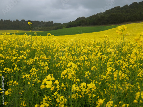 paisaje agrícola: flores amarillas de colza, campos verdes, cerro con pinos y cielo nublado.
