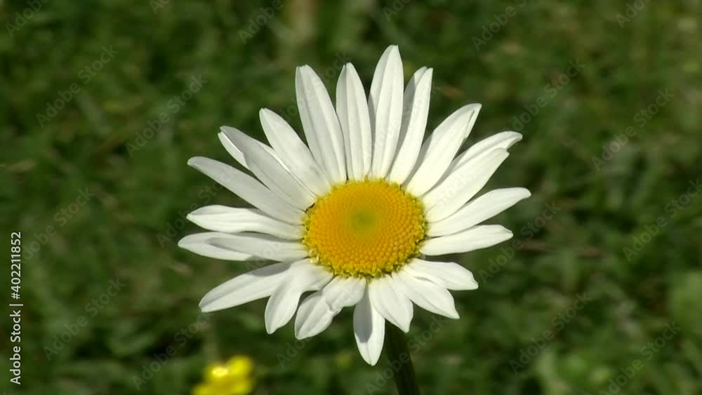 Eine Margerite bewegt sich im Wind (Großaufnahme) Eine Margerite bewegt sich im Wind (Großaufnahme)
