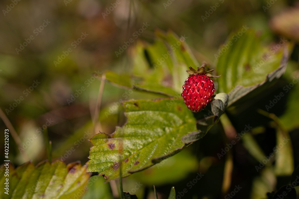 Close-up of red wild strawberry. Copy space Close-up of red wild strawberry. Copy space