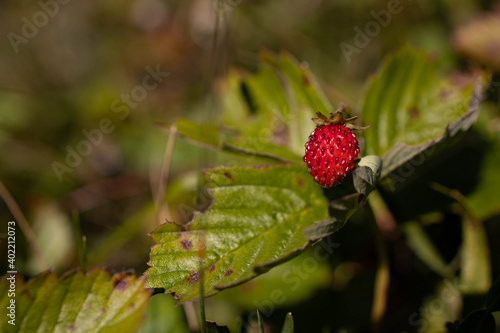 Close-up of red wild strawberry. Copy space