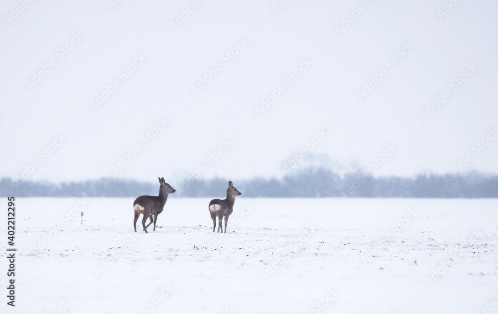 Group of delicate wild deer (dama dama) in winter landscape, on the field outside the forest. Selective focus Group of delicate wild deer (dama dama) in winter landscape, on the field outside the forest. Selective focus