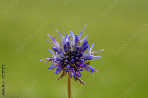 A beautiful, close up photo of Jasione laevis from the Campanulaceae family. This flower is native to Europe.