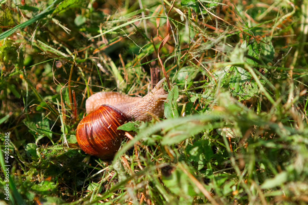 Snail with brown shiny shell crawling in the grass on a sunny day Snail with brown shiny shell crawling in the grass on a sunny day