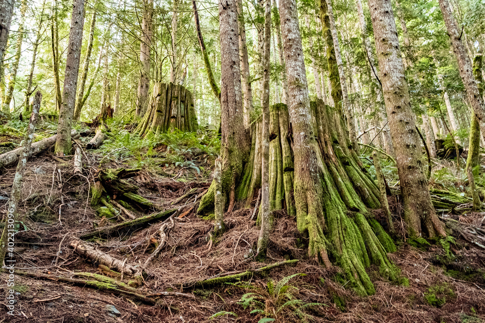 A hiking trail winds through a green forest covered in tree roots A hiking trail winds through a green forest covered in tree roots