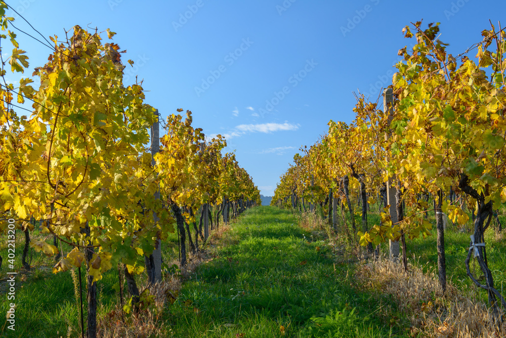 Fototapeta premium South Moravian landscape, vineyards, Czechia