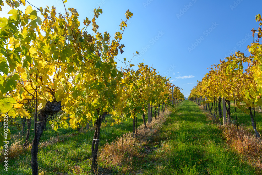 Fototapeta premium South Moravian landscape, vineyards, Czechia