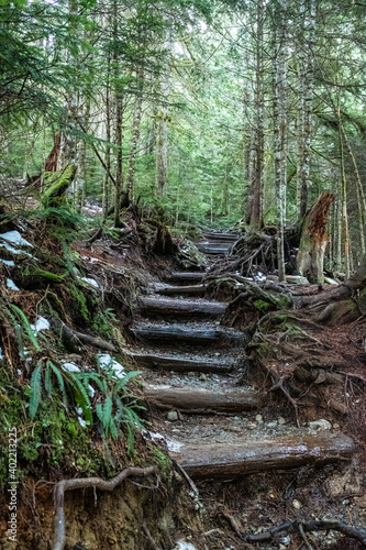 A hiking trail winds through a green forest covered in tree roots