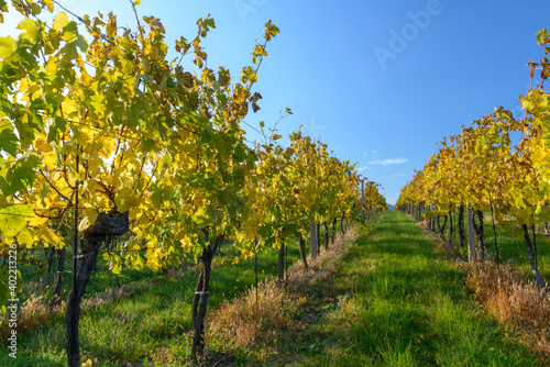 Fototapeta Naklejka Na Ścianę i Meble -  South Moravian landscape, vineyards, Czechia