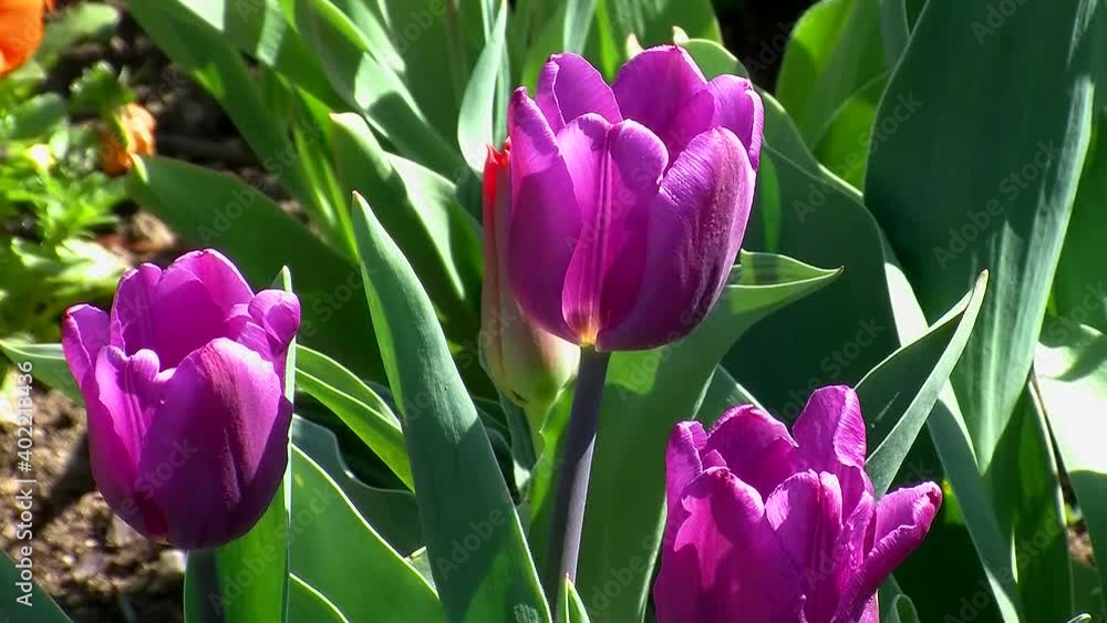 Drei (violette) Tulpen bewegen sich leicht im Wind Drei (violette) Tulpen bewegen sich leicht im Wind