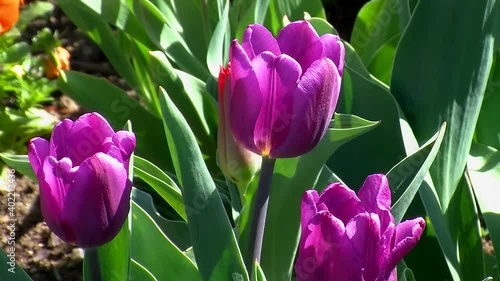 Drei (violette) Tulpen bewegen sich leicht im Wind photo
