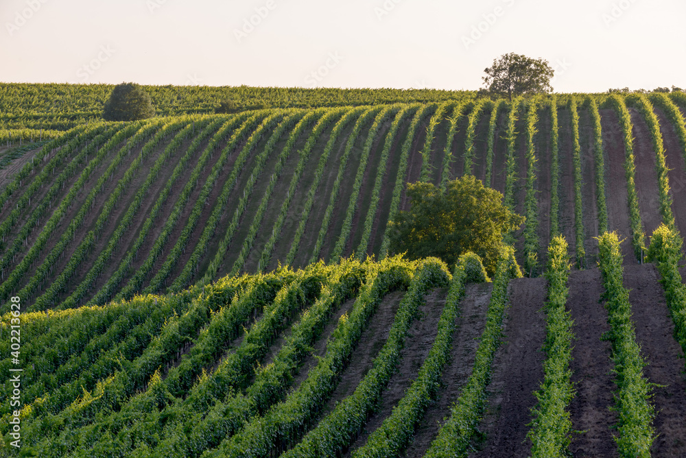 South Moravian landscape, vineyards, Czechia