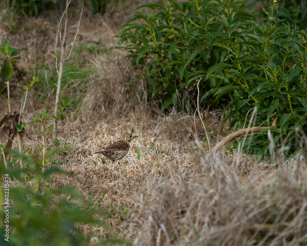 bird in the grass bird in the grass