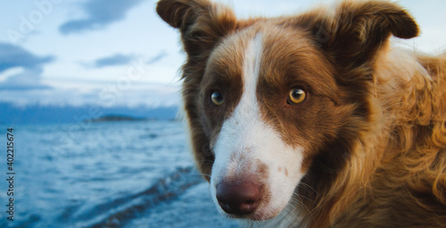 Dog in the lake