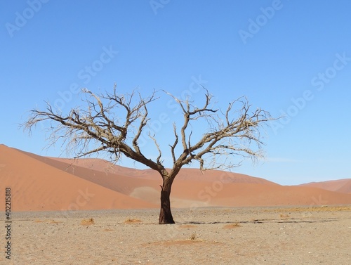 A camel thorn tree in front of Sossusvlei dunes in the Namib desert. © Rosemarie