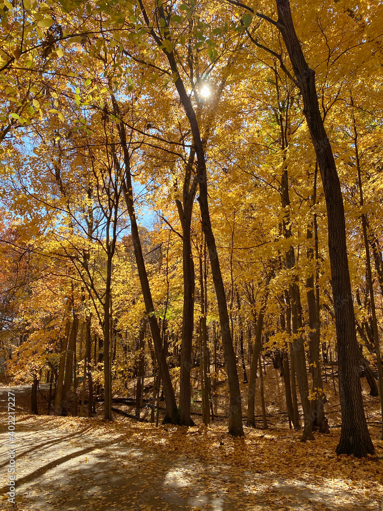 Golden Fall Autumn Leaves Trees Minnesota
