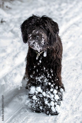 young dog black labradoodle has fun in the fresh white snow 
