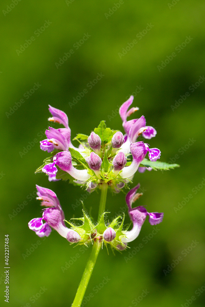 Close up picture of a Common hedgenettle, also known as purple betony from the Lamiaceae family in front of a green background. It is native to Europe. Close up picture of a Common hedgenettle, also known as purple betony from the Lamiaceae family in front of a green background. It is native to Europe.