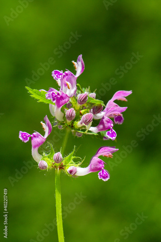 Close up picture of a Common hedgenettle, also known as purple betony from the Lamiaceae family in front of a green background. It is native to Europe. photo