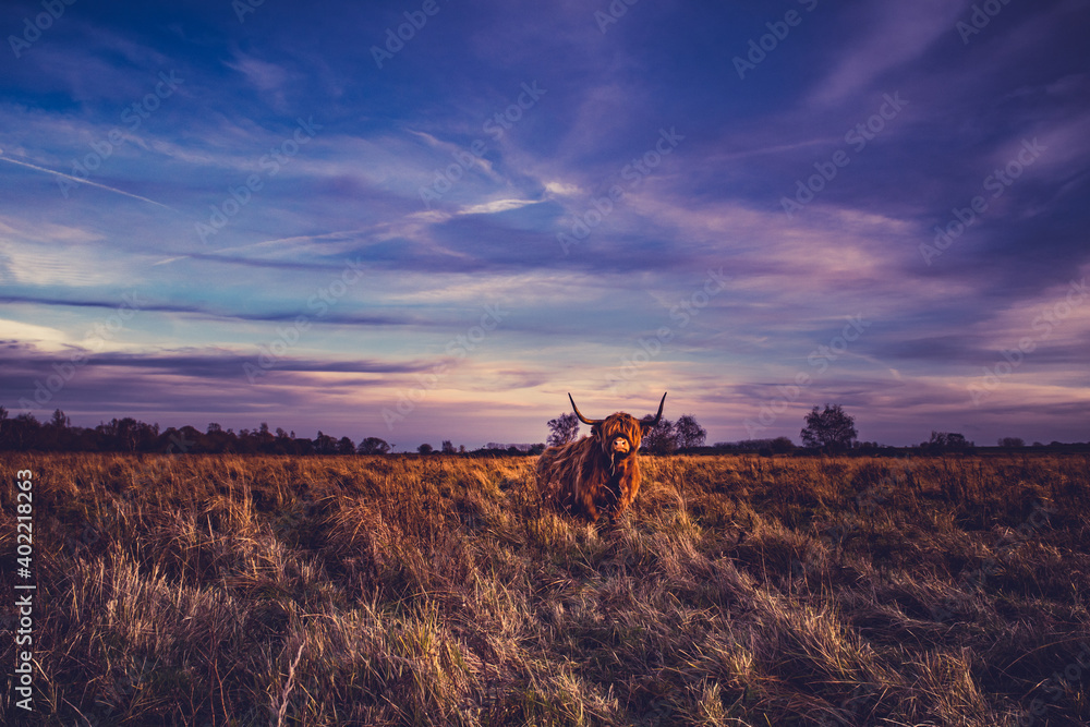 Fototapeta premium Scottish highlands bull cows in a Dutch nature reserve, in Dinteloord. photo taken 16-12-2020