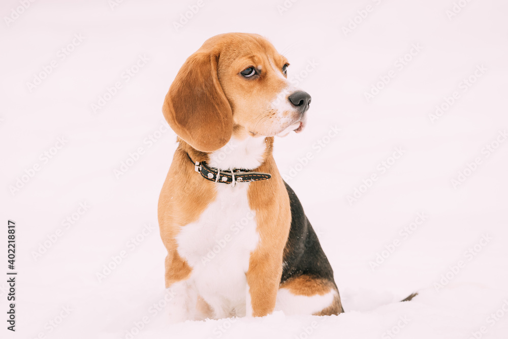Puppy Of English Beagle Sitting In Snow At Winter Day. Beagle Is A Breed Of Small Hound