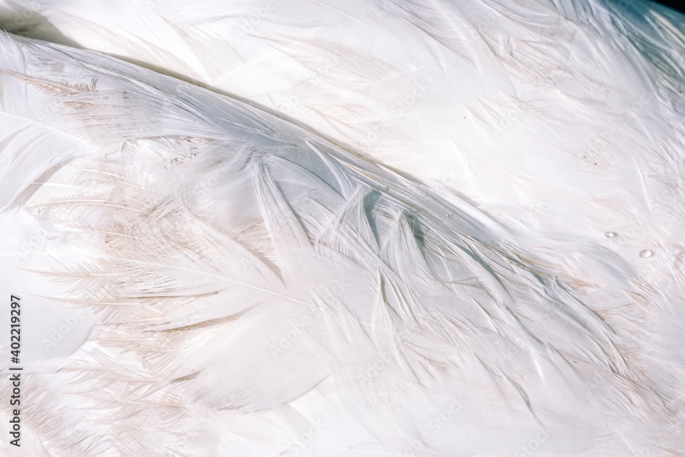 Obraz premium Swan feathers close-up