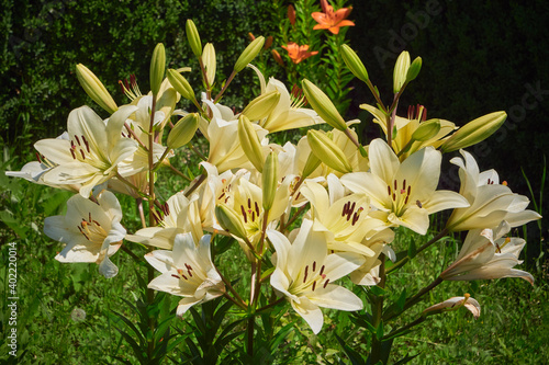 Royal lily flower ( Lilium regale )