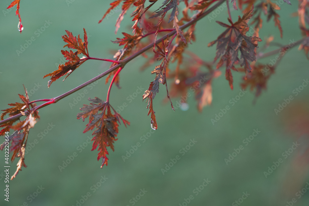 Acer palmatum dissectum red leaves with rain drops on a blurry green background Acer palmatum dissectum red leaves with rain drops on a blurry green background