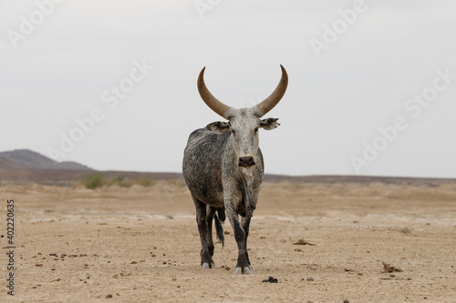 a bull with huge big horns stands in a dry valley of the desert and looks into the dry distance