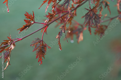 Acer palmatum dissectum red leaves with rain drops on a blurry green background
