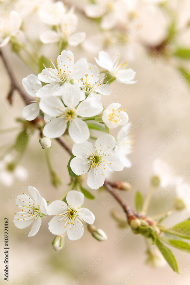 Background of cherry blossom; spring flower with blurred background